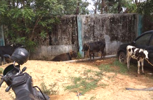 udupi cow dealer death case